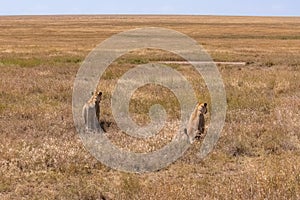 Two lions walking and hunting in the savannah