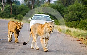 Two lions walking on the tarred road in Kruger Park