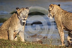 Two lions by water hole