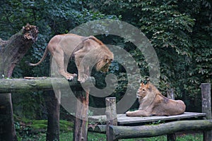 Two lions on wood in forest