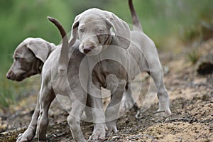 Two litte dogs Weimaraners in nature