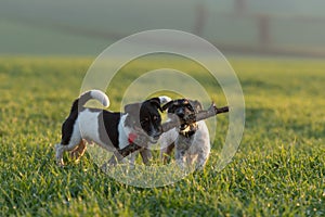 Two litte Jack Russell Terrier dogs run together across a green meadow and play and fight with a big branch