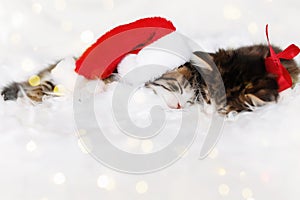 Two Christmas kittens in red Santa hat and bow sleep with eyes closed