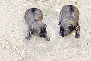 Two little baby dogs lying on a gravel