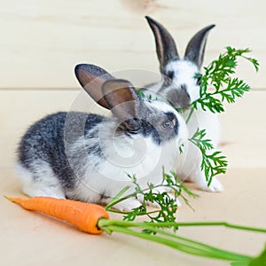 Two little baby rabbits eating fresh vegetables, carrot, leaves on wooden background.  feeding the rodent with a balanced diet, fo