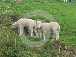 Two little baby sheeps are eating grass on the land