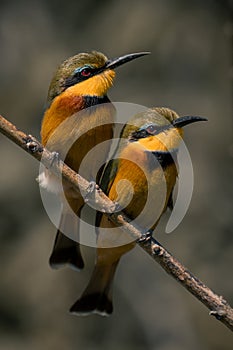 Two little bee-eaters on branch with catchlights photo