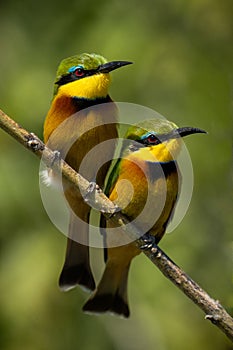 Two little bee-eaters with catchlights on branch