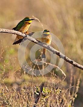 Two Little Bee-eaters in the sun