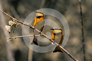 Two little bee-eaters on tree with catchlights photo