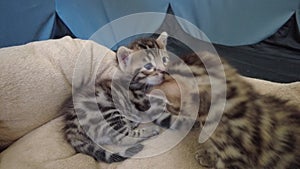 Two little bengal kittens playing with each other.