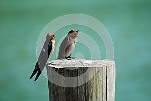 Two Little bird on a stump