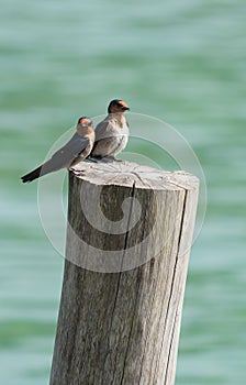 Two Little bird on a stump