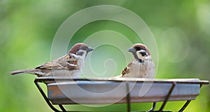 Two little birds sitting on a feeder. Tree sparrow  Passer montanus