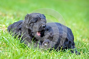 Two little black Labrador retriever puppies