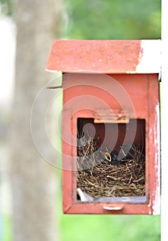 Two little black oriental magpie robin birds lay down on small cozy brown wood nest in old rusty red mailbox hanging on white wall