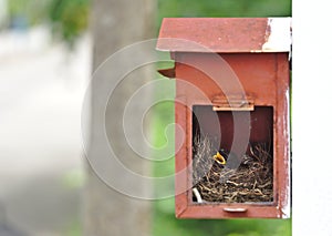 Two little black oriental magpie robin birds lay down on small cozy brown wood nest in old rusty red mailbox hanging on white wall