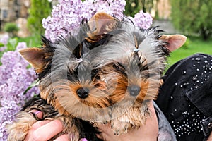 Two little black puppies in female hands