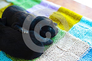 Two little black puppies are resting on the bedspread