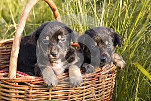 Two little black puppies sitting in the basket outdoors