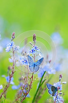 two little blue butterflies flutter and sit on a summer meadow with lush green grass and bright flowers