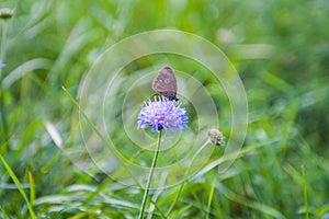 Two little blue butterflies sitting on bright Sunny yellow meadow