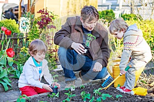 Two little boys and father planting seedlings in vegetable garden