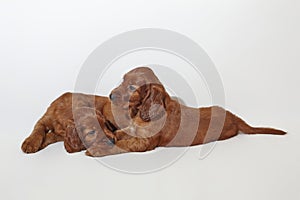 two little brown adorable Irish setter puppies are playing. photo shoot in the studio on a white background
