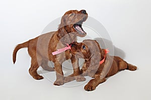 two little brown adorable Irish setter puppies are playing. photo shoot in the studio on a white background