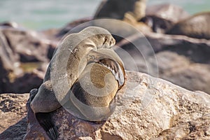 Two little brown fur seal Arctocephalus pusillus embracing, Cape Cross, Namibia.