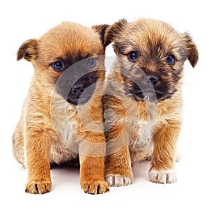 Two little brown puppies