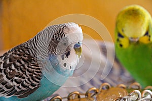 Two little budgies perrot blue and green and yellow
