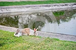 Two little bunnies were jumping and playing on green lawn pool.