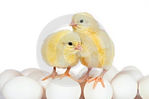 Two little chicken broiler on eggs isolated on white