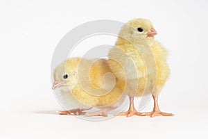 Two little chicken broiler isolated on white