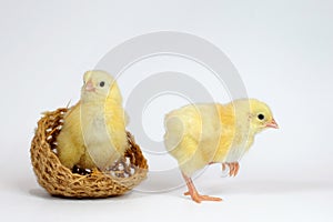 Two little chicken on white