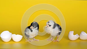 Two little chickens with eggshell stand on yellow background and look at camera. Newborn