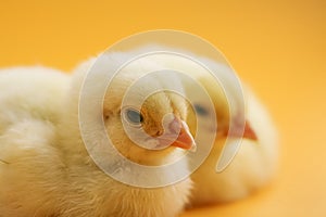 Two little chicks close up