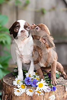 Two little chihuahua puppies sitting on a stump with flowers