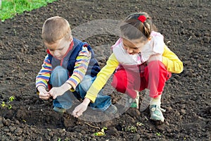 Two little children planting seeds in the field