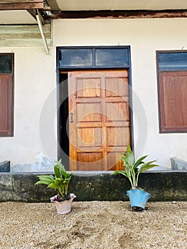 Two little coconut palms grow in pots.