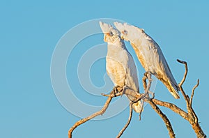 Two Little Corellas