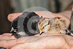 Two little cute baby chicks sitting on the hand.