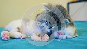 Two little cute kittens a sleeping play on the bed. little cats lifestyle play on the bed. Home pets. Animal care. Love