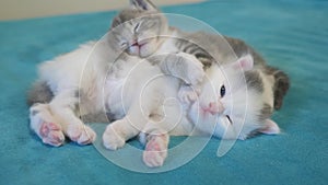 Two little cute kittens sleeping play on the bed. little cats play on the bed. Home pets. Animal care. Love and