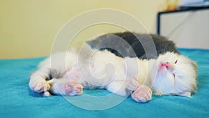 two little cute lifestyle kittens a sleeping play on the bed. little cats play on the bed. Home pets. Animal care. Love