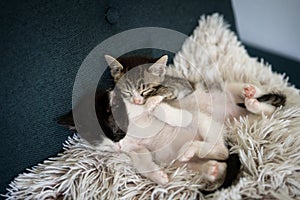 two little cute multi-colored fluffy newborn kittens sleep lying hugging on a fluffy pillow