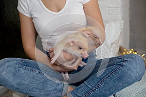 Two little cute piggy mini pigs lie in the arms of a girl