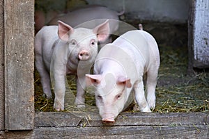 Two little cute pigs on the farm.