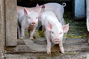 Two little cute pigs on the farm.